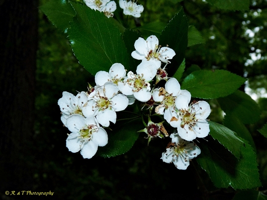 {Crataegus viridis}